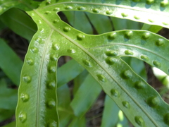 Microsorum pustulatum howense