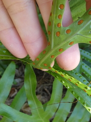 Microsorum pustulatum howense