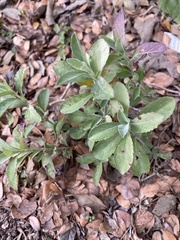 Dyschoriste crenulata