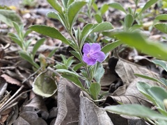 Dyschoriste crenulata