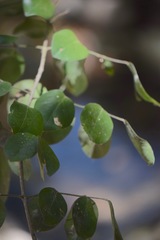Amyris balsamifera
