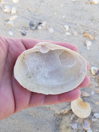 Rugose Mactra
