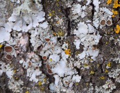 Parmelina carporrhizans