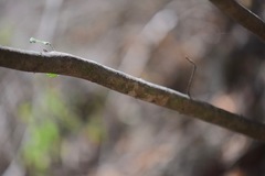 Amyris balsamifera
