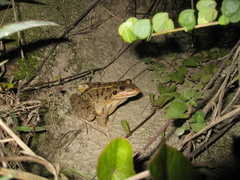 Leptodactylus luctator