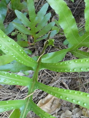 Microsorum pustulatum howense