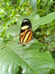 Hypothyris ninonia daeta