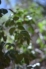 Amyris balsamifera