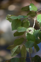 Amyris balsamifera