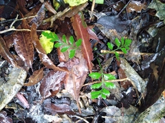 Asplenium × lucrosum