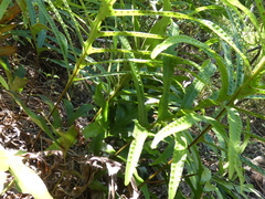 Microsorum pustulatum howense