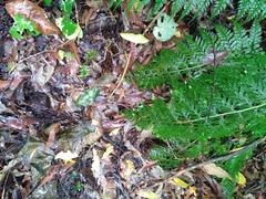 Asplenium × lucrosum
