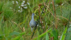 Porphyrio flavirostris