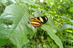 Hypothyris ninonia daeta