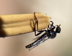 Bibiodes halteralis