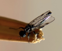 Bibiodes halteralis