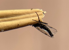 Bibiodes halteralis