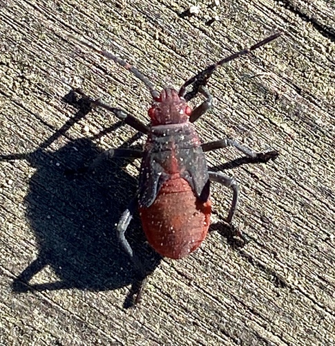 iNaturalist observation photo of Red-shouldered Bug
