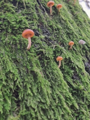 Fungi