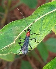Braconidae