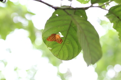 Chersonesia intermedia