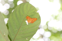 Chersonesia intermedia