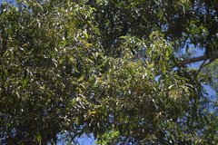 Damburneya salicifolia
