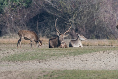 Cervus elaphus italicus