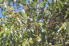Damburneya salicifolia