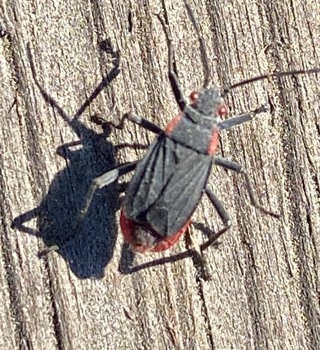 iNaturalist observation photo of Red-shouldered Bug