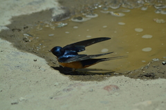 Hirundo rustica