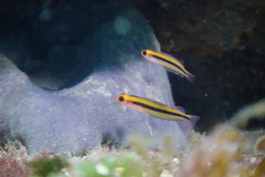 Forsterygion maryannae