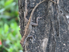 Anolis