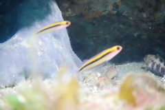 Forsterygion maryannae