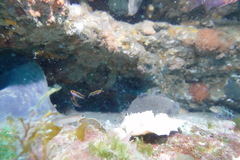 Forsterygion maryannae