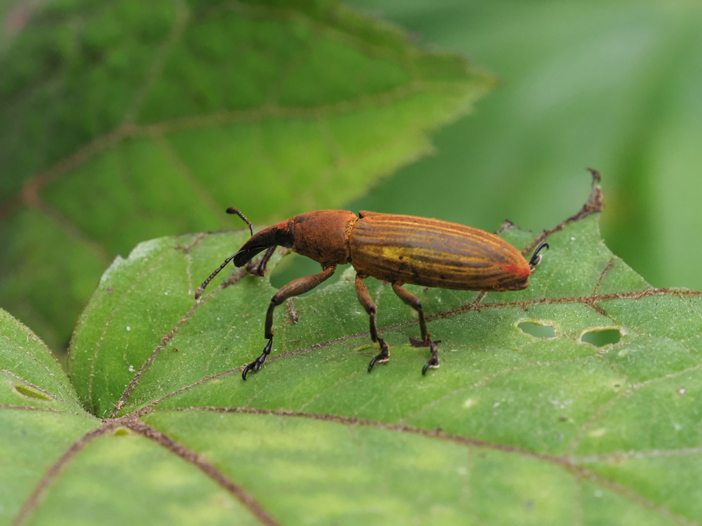 Lixus apterus