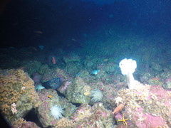 Zaprora silenus