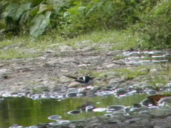 Enicurus immaculatus