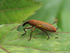 Lixus apterus