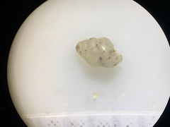 Gastrocopta pentodon