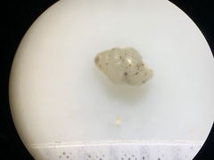 Gastrocopta pentodon