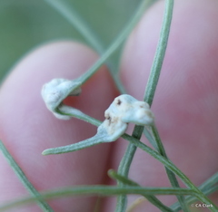Aceria paracalifornica