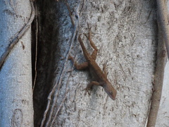 Anolis