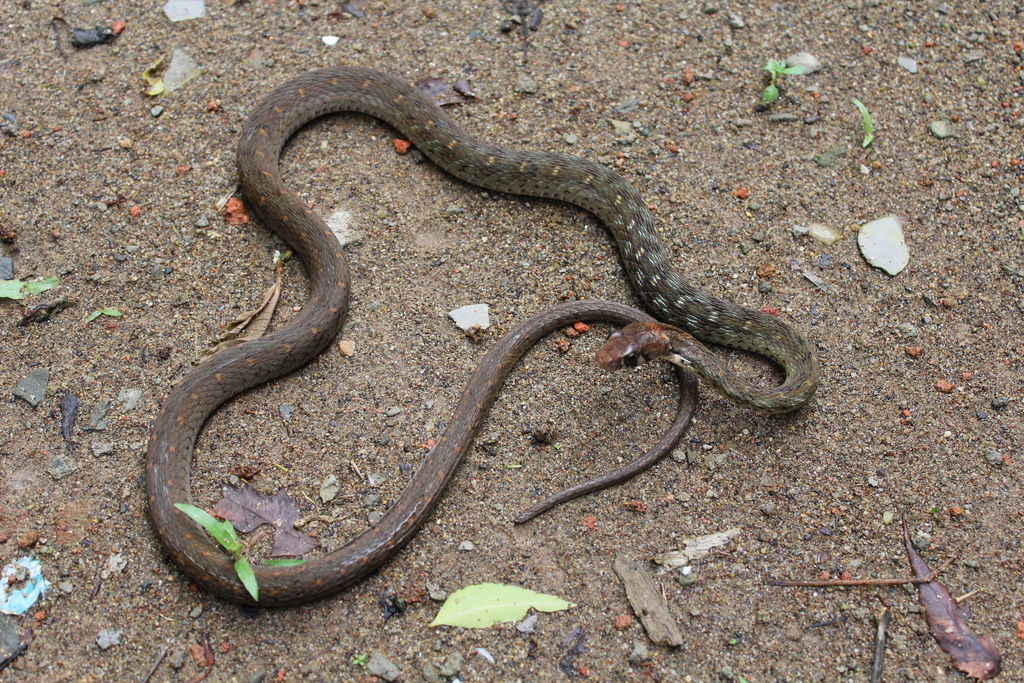 Bindee Keelback