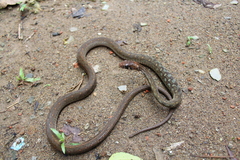 Rhabdophis
