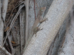 Anolis