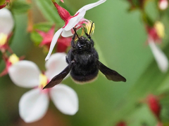 Bombus volucelloides
