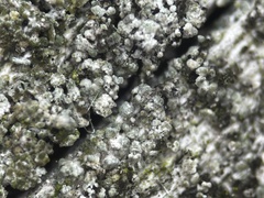 Protoparmelia hypotremella