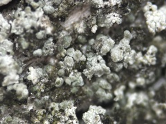 Protoparmelia hypotremella