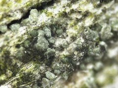 Protoparmelia hypotremella